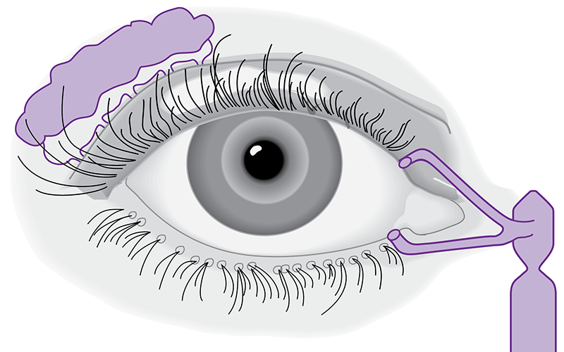 The Lacrimal Apparatus